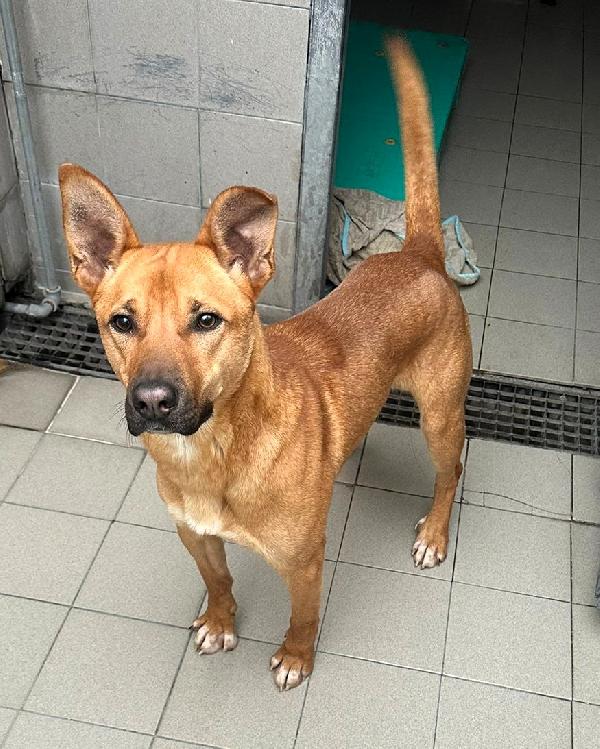 SIMBA LUPETTO  Foto 7